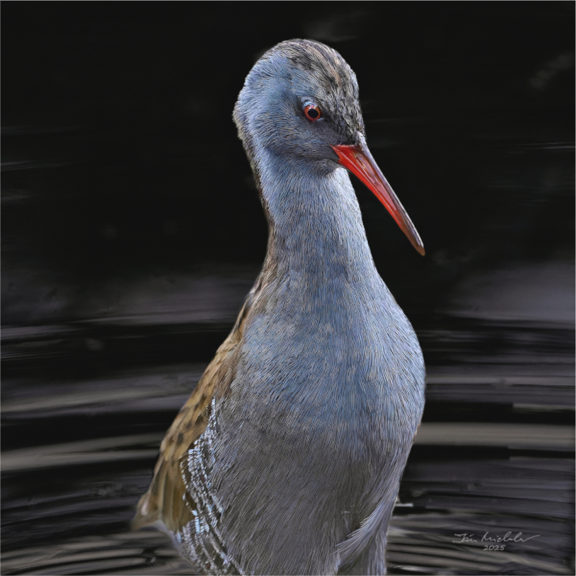 Main image Water Rail, RSPB Fowlmere, East Anglia, UK, 2025