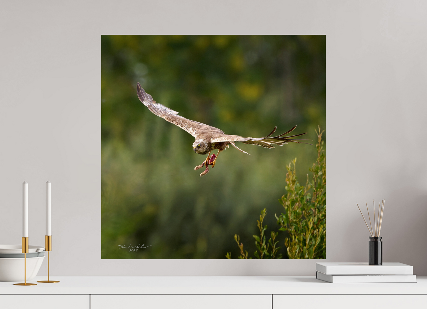 60 x 60 cm, Fuji Glossy Marsh Harrier, RSPB Fowlmere, East Anglia, UK, 2025