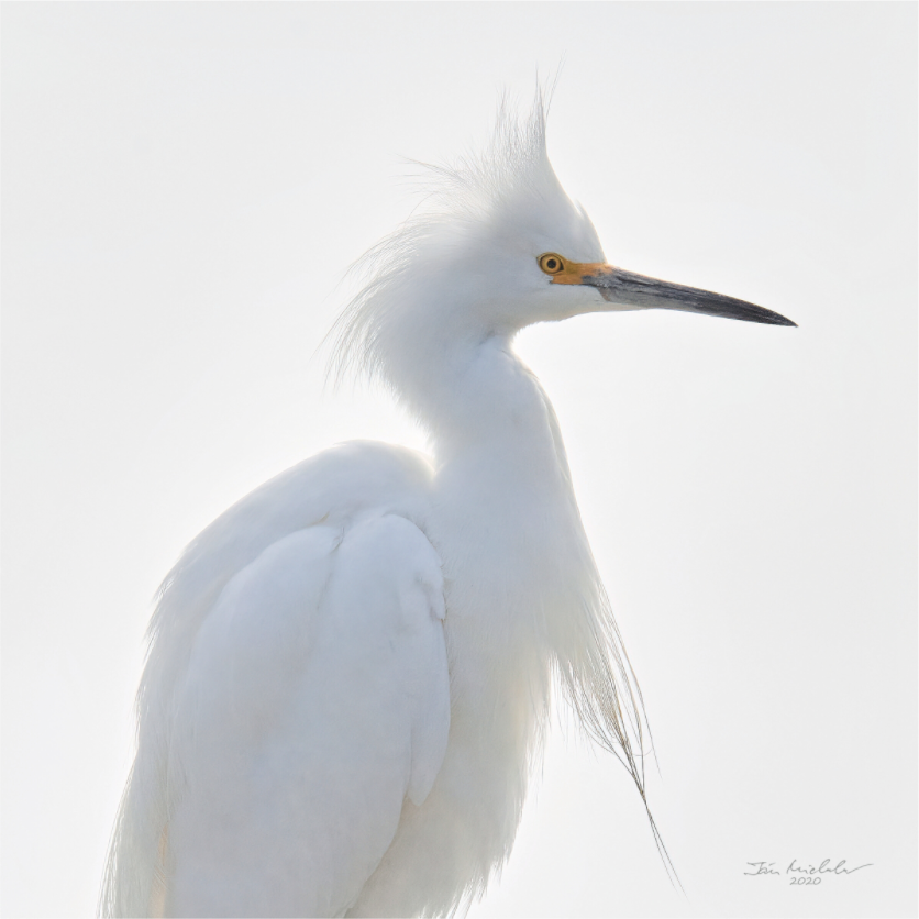 Main image Snowy Egret, Baylands Nature Preserve, Palo Alto, California, USA, 2020