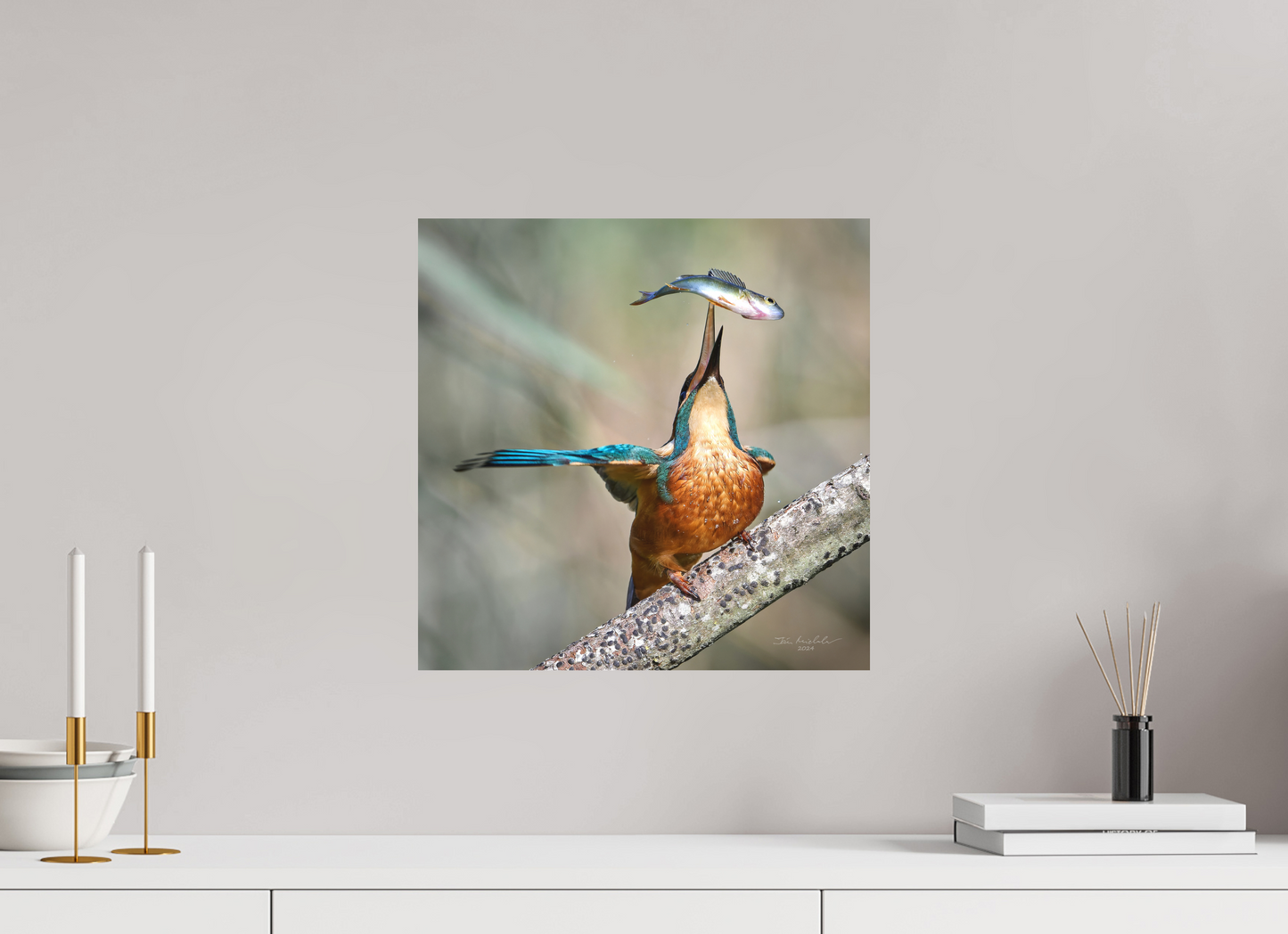 40 x 40 cm, Hahnemuhle Photo Rag Ultra Smooth Common Kingfisher, RSPB Lakenheath Fen, East Anglia, UK, 2024