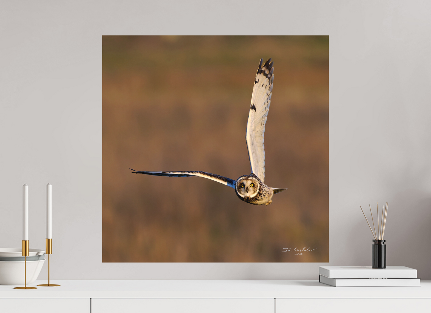 60 x 60 cm, Fuji Matt Short-eared Owl, Burwell Fen, East Anglia, UK, 2025