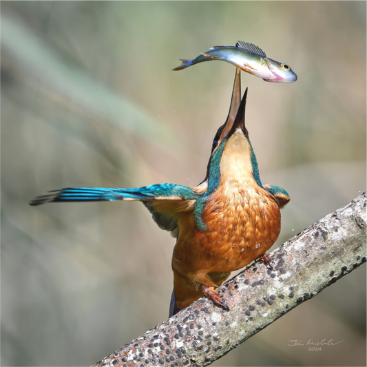 Main image Common Kingfisher, RSPB Lakenheath Fen, East Anglia, UK, 2024