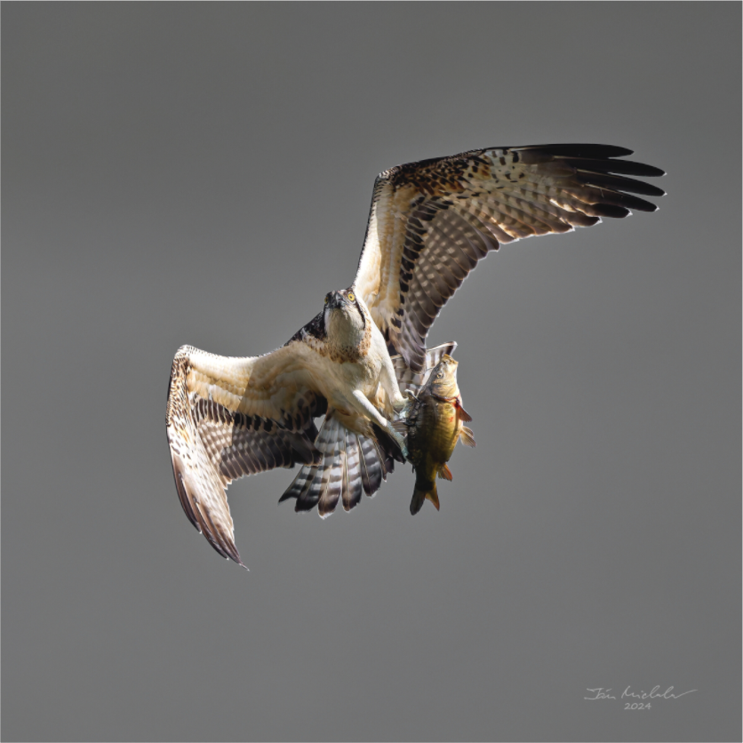 Main image Osprey, Milton Country Park, East Anglia, UK, 2024