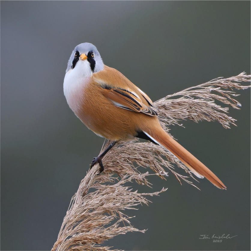 Main image Bearded Tit, RSPB Ouse Fen, East Anglia, UK, 2025