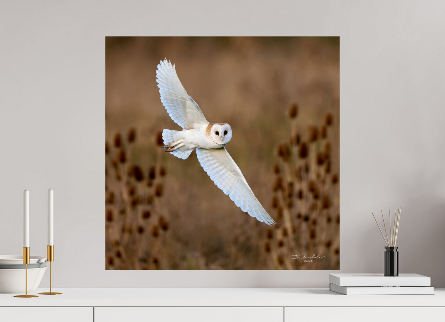 60 x 60 cm, Fuji Glossy Barn Owl, Burwell Fen, East Anglia, UK, 2025