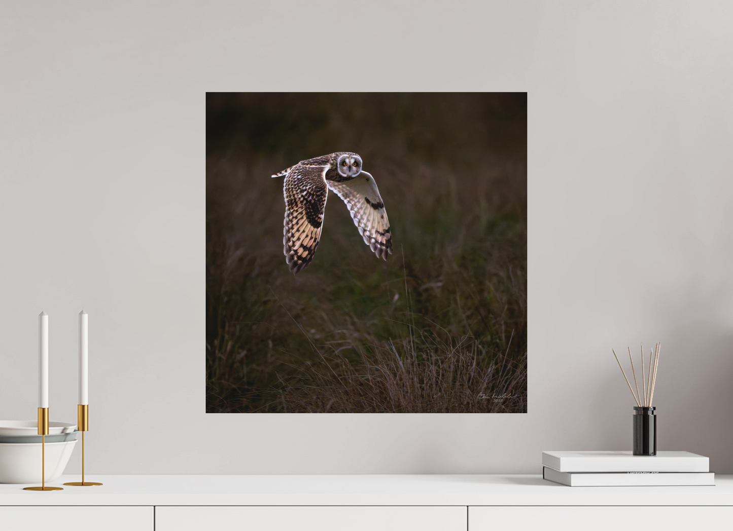 50 x 50 cm, Fuji Matt Short Eared Owl, Burwell Fen, East Anglia, UK, 2025