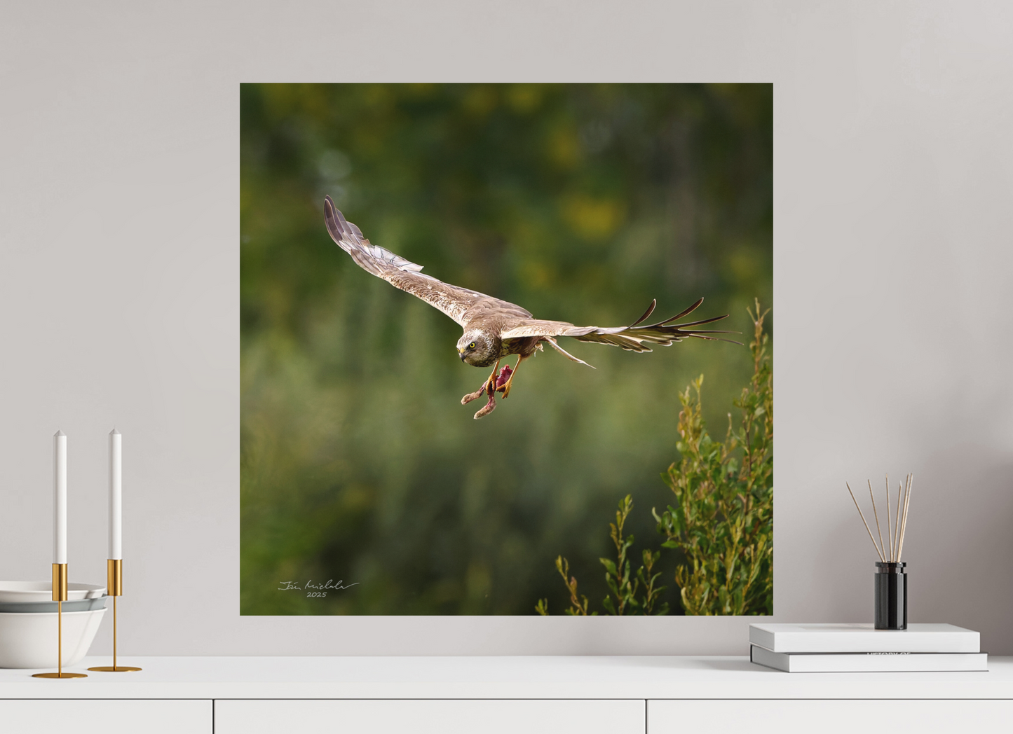 60 x 60 cm, Fuji Matt Marsh Harrier, RSPB Fowlmere, East Anglia, UK, 2025