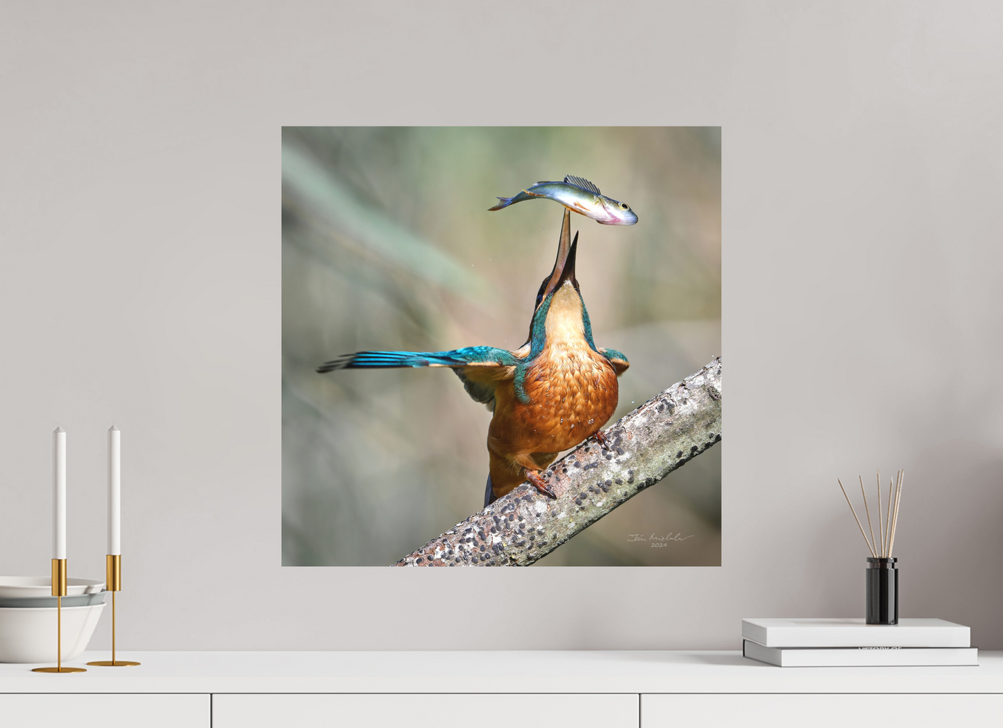 50 x 50 cm, Fuji Matt Common Kingfisher, RSPB Lakenheath Fen, East Anglia, UK, 2024