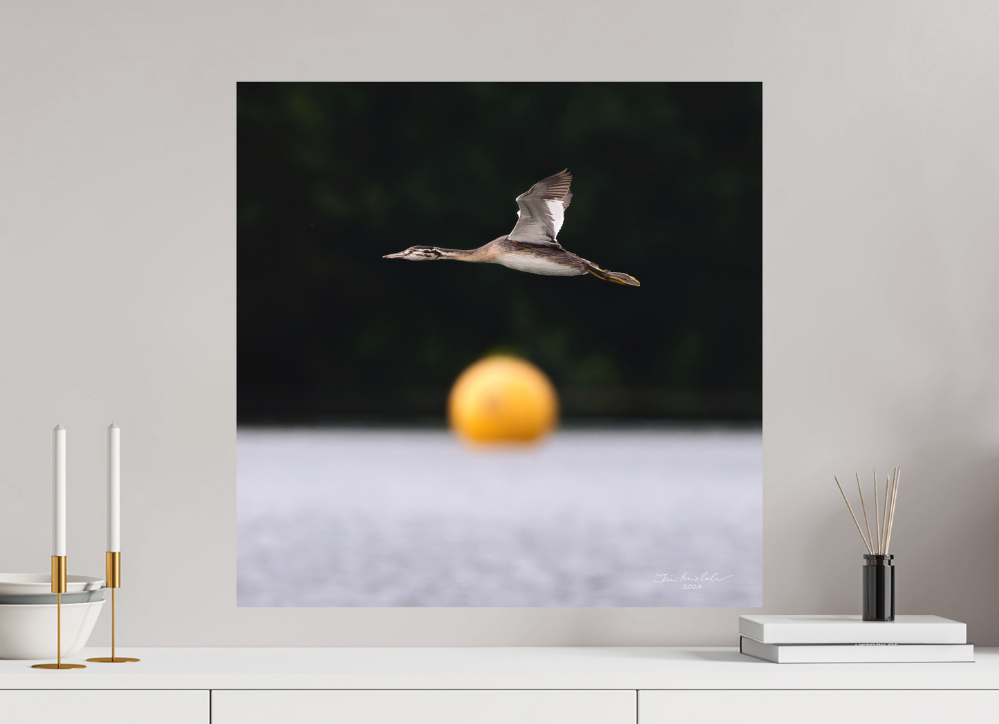 60 x 60 cm, Fuji Matt Great Crested Grebe, Pennington Flash, Greater Manchester, UK, 2024