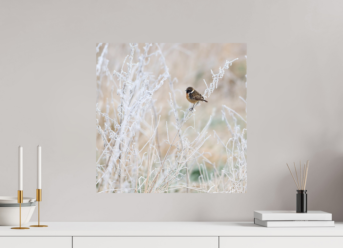 50 x 50 cm, Fuji Glossy Stonechat, Burwell Fen, East Anglia, UK, 2025