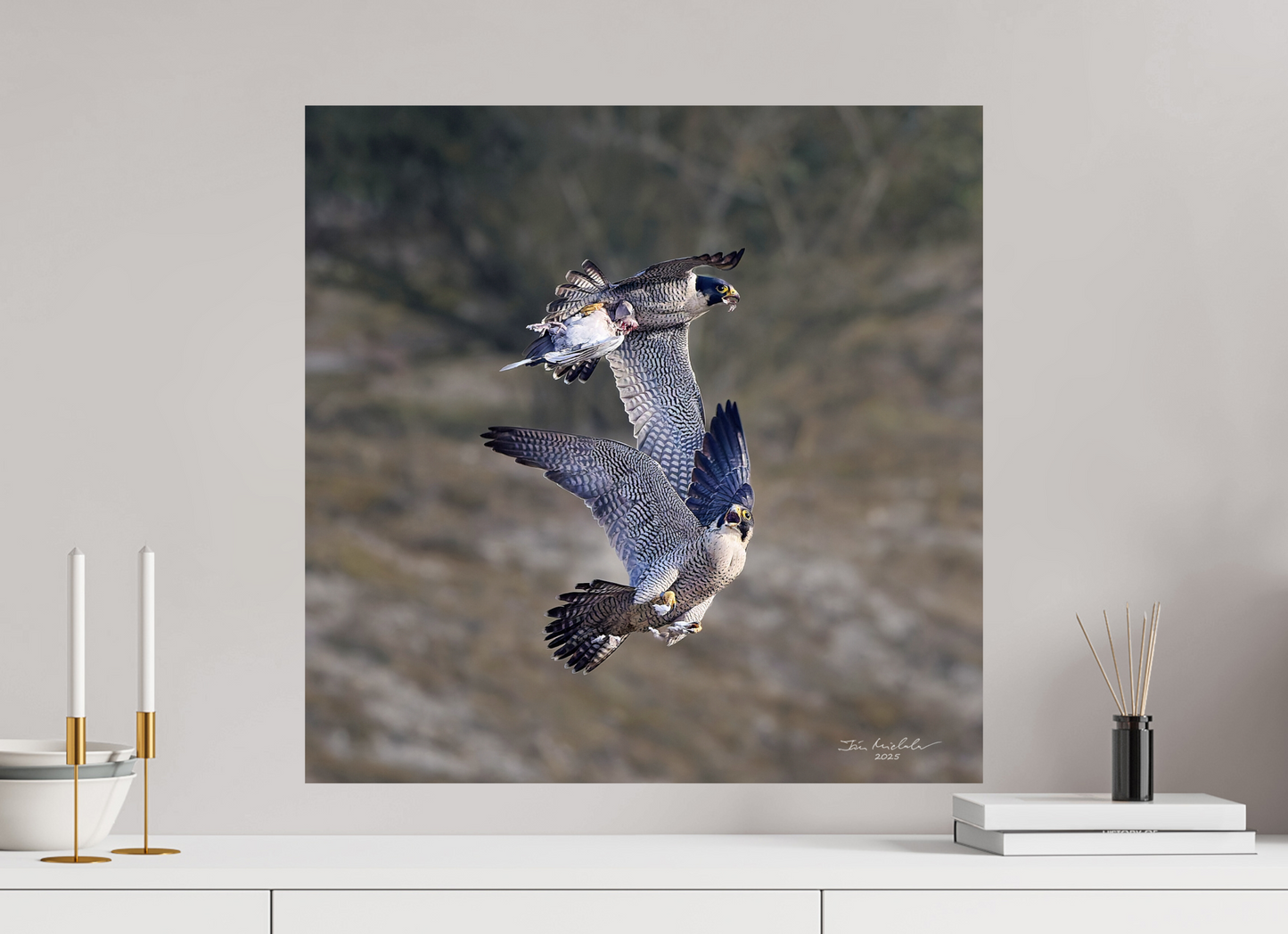 60 x 60 cm, Fuji Glossy Peregrine Falcons, Cambridge, UK, 2025