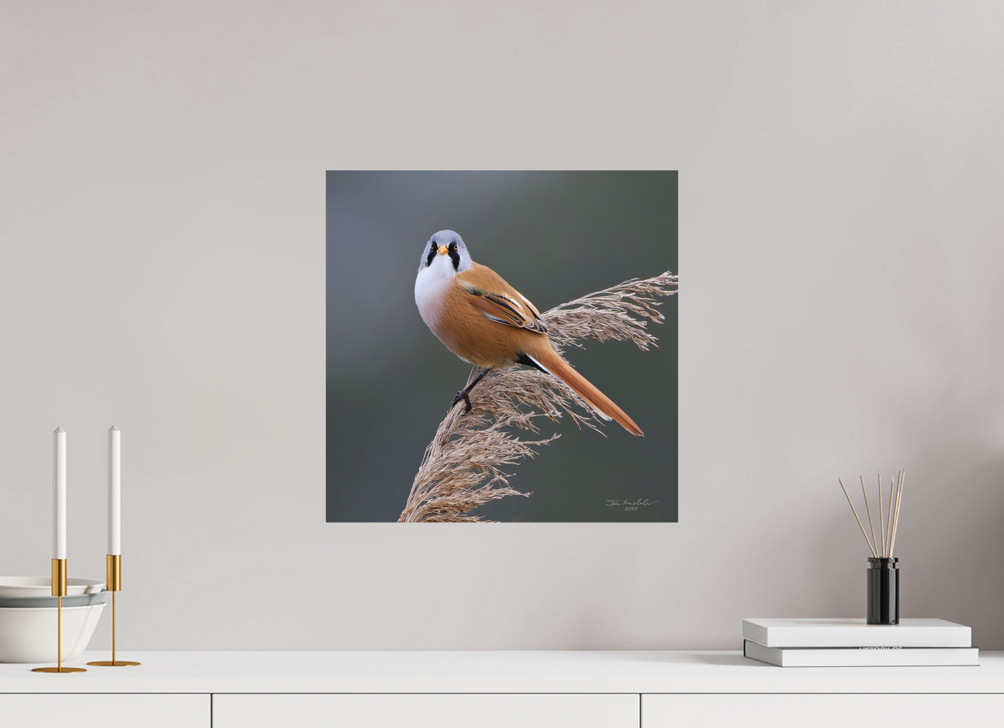 40 x 40 cm, Fuji Matt Bearded Tit, RSPB Ouse Fen, East Anglia, UK, 2025