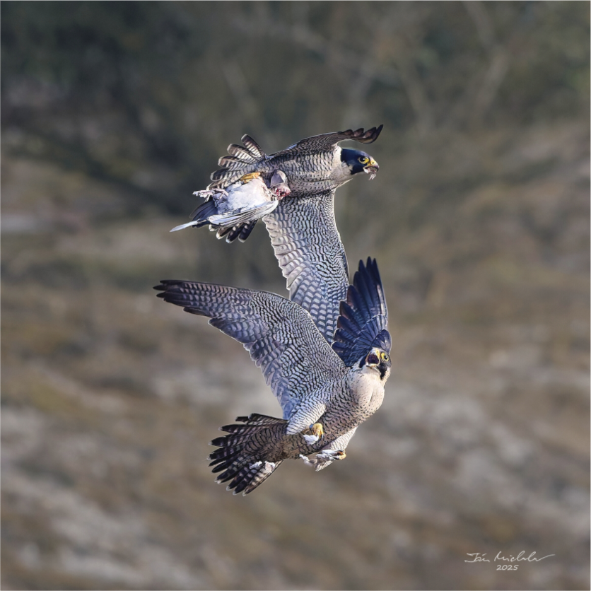 Main image Peregrine Falcons, Cambridge, UK, 2025