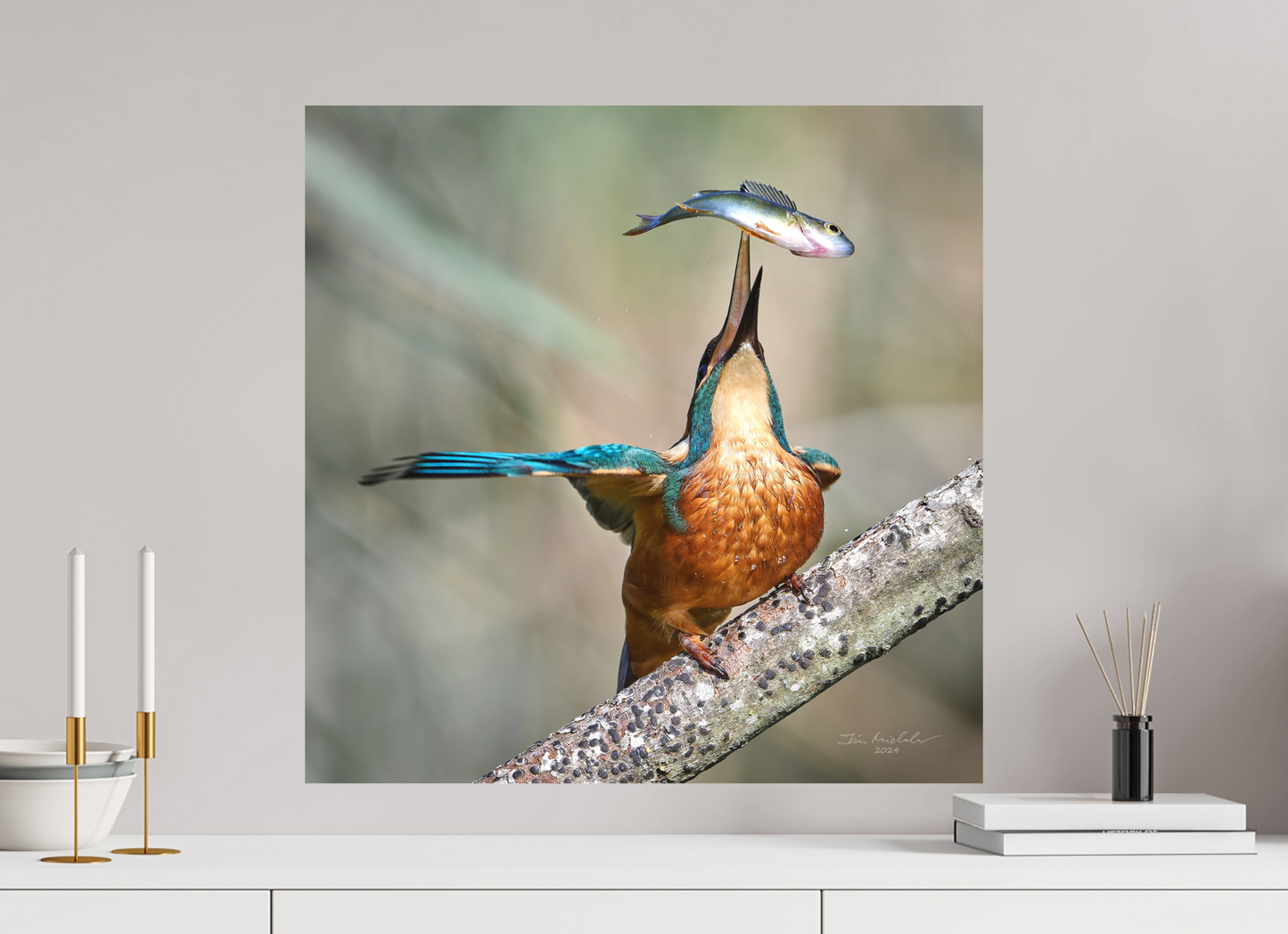 60 x 60 cm, Hahnemuhle Photo Rag Ultra Smooth Common Kingfisher, RSPB Lakenheath Fen, East Anglia, UK, 2024