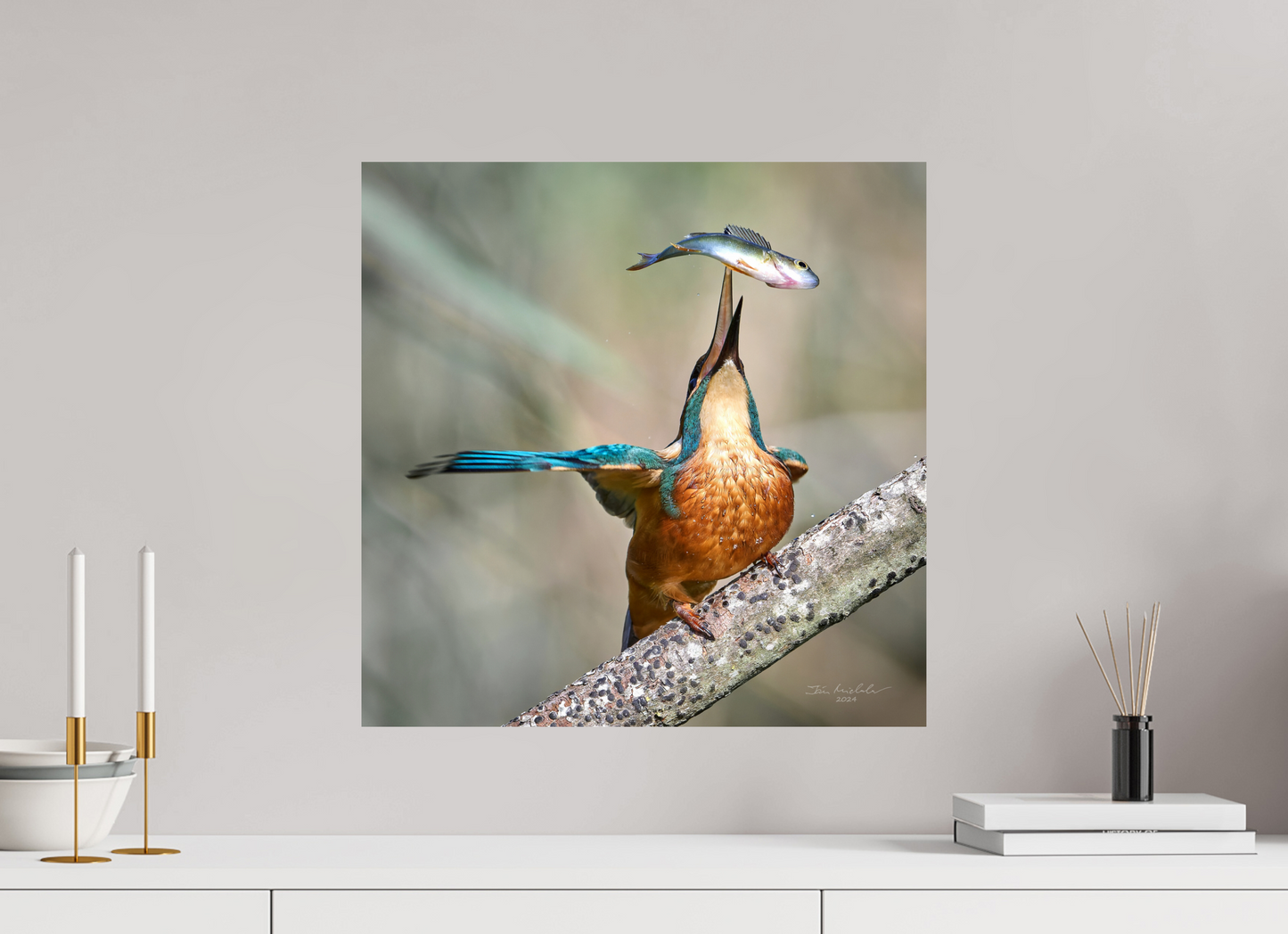 50 x 50 cm, Fuji Glossy Common Kingfisher, RSPB Lakenheath Fen, East Anglia, UK, 2024