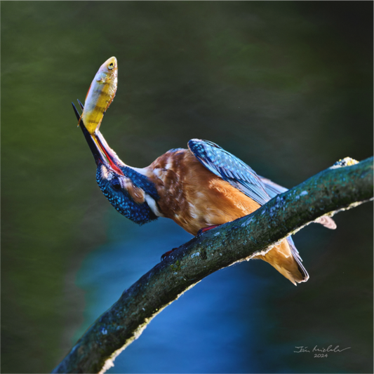 Main image Common Kingfisher IV, RSPB Lakenheath Fen, East Anglia, UK, 2024