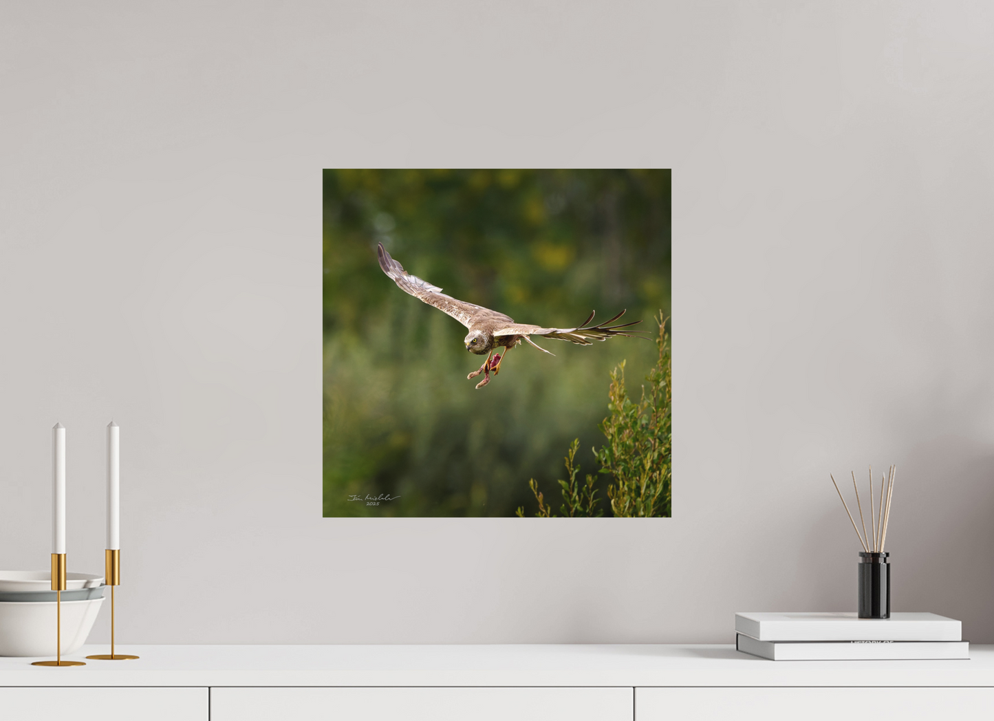 40 x 40 cm, Hahnemuhle Photo Rag Ultra Smooth Marsh Harrier, RSPB Fowlmere, East Anglia, UK, 2025