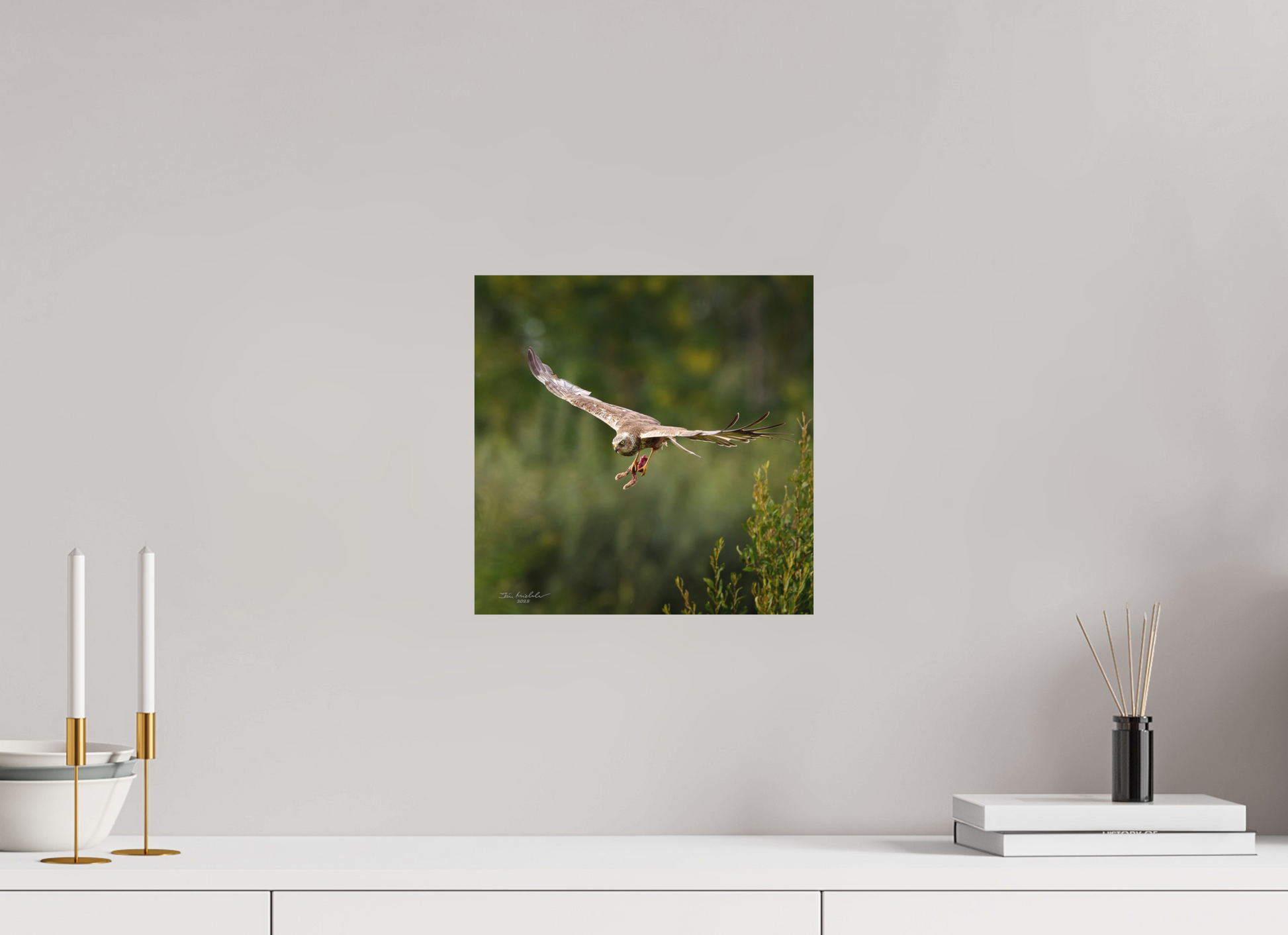 30 x 30 cm, Fuji Matt Marsh Harrier, RSPB Fowlmere, East Anglia, UK, 2025