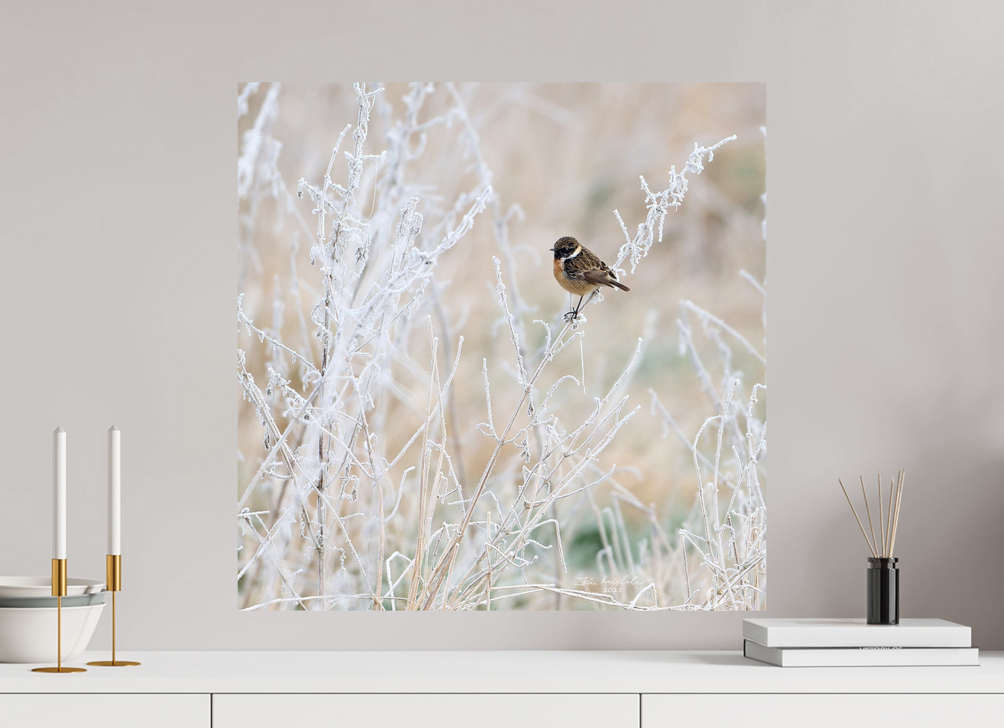 60 x 60 cm, Fuji Glossy Stonechat, Burwell Fen, East Anglia, UK, 2025