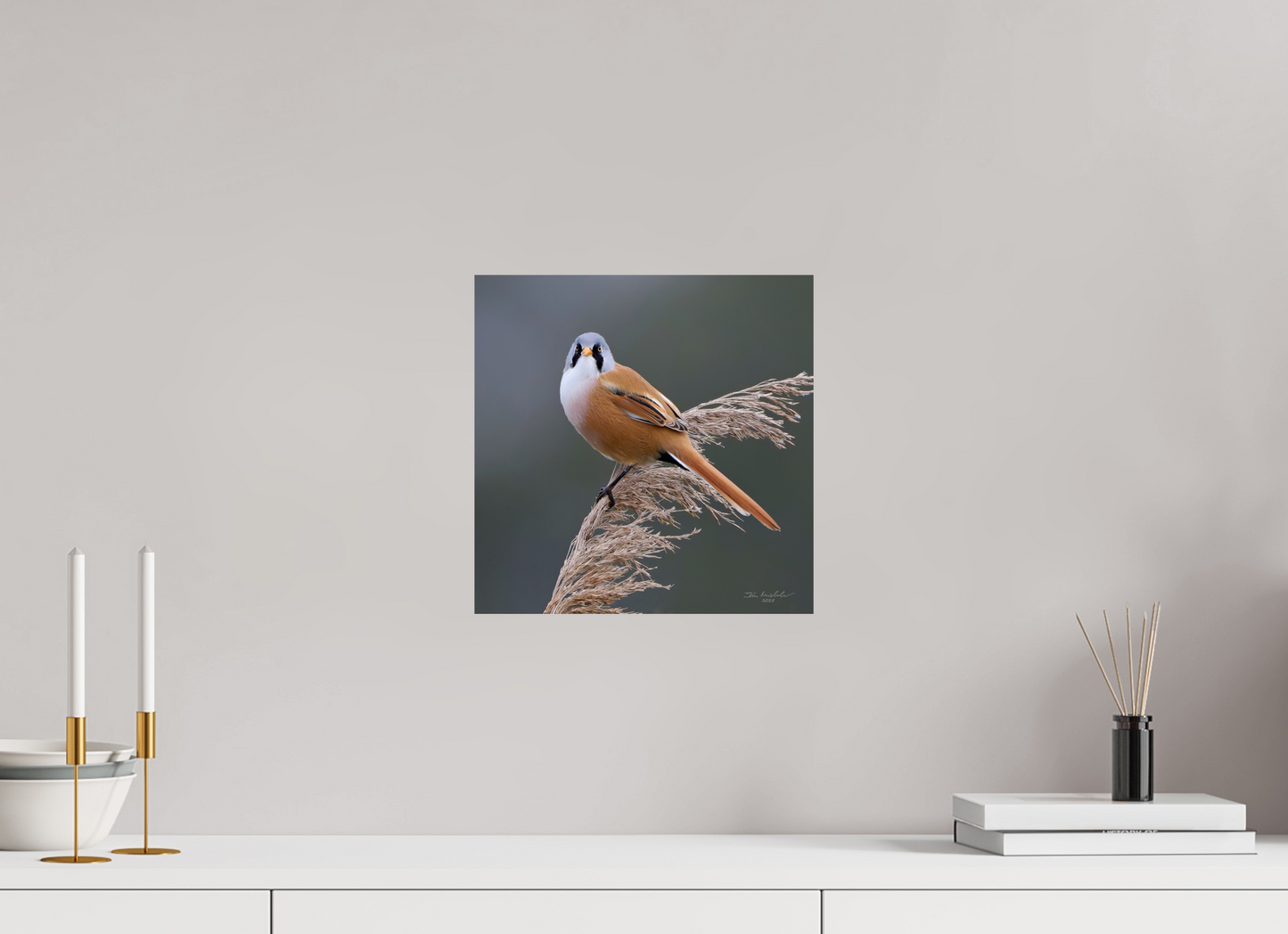 30 x 30 cm, Fuji Glossy Bearded Tit, RSPB Ouse Fen, East Anglia, UK, 2025