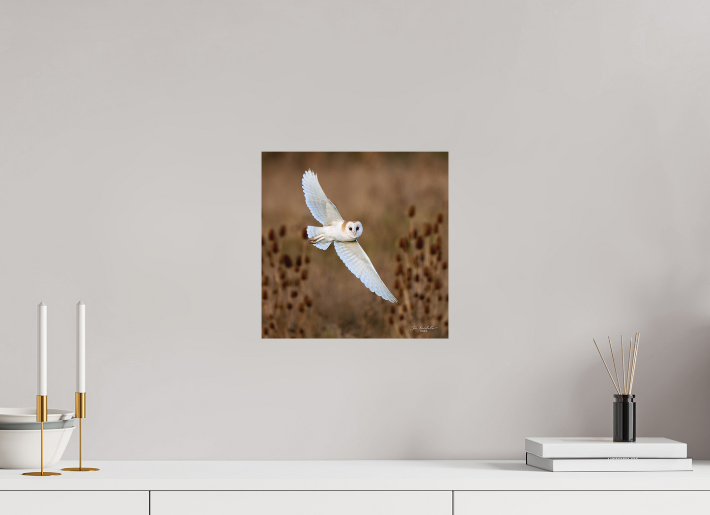 30 x 30 cm, Fuji Matt Barn Owl, Burwell Fen, East Anglia, UK, 2025