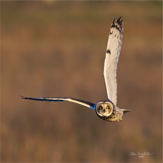 Main image Short-eared Owl, Burwell Fen, East Anglia, UK, 2025