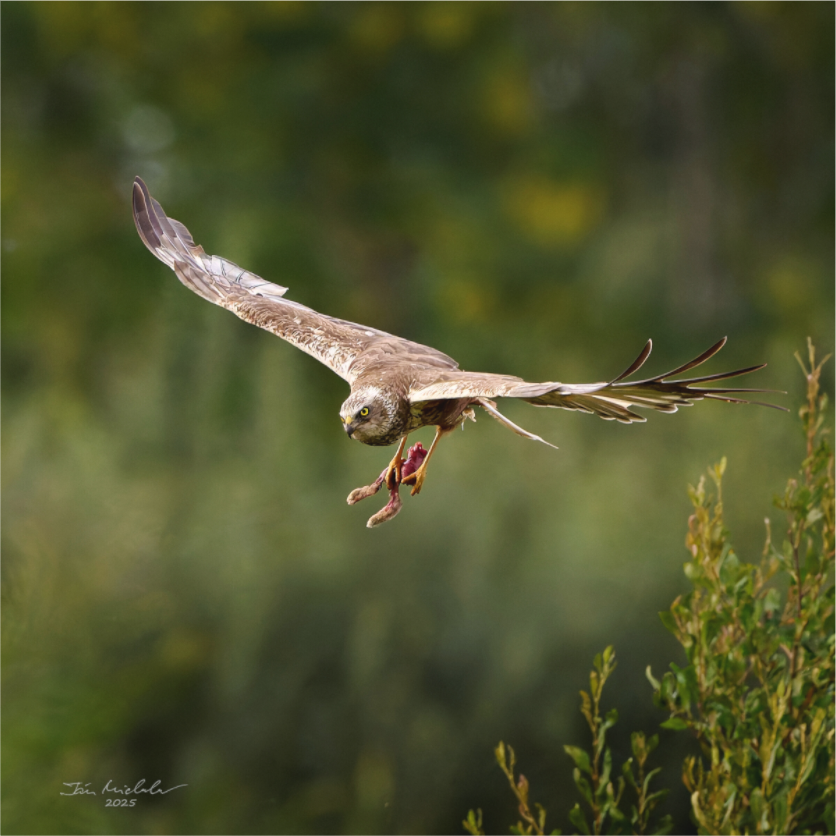 Main image Marsh Harrier, RSPB Fowlmere, East Anglia, UK, 2025