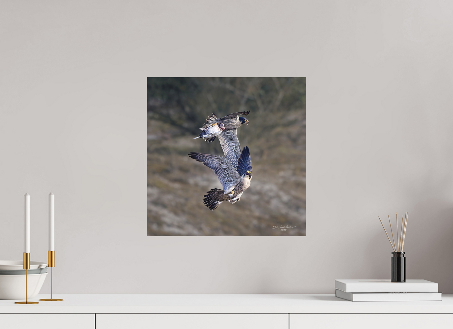 40 x 40 cm, Fuji Matt Peregrine Falcons, Cambridge, UK, 2025