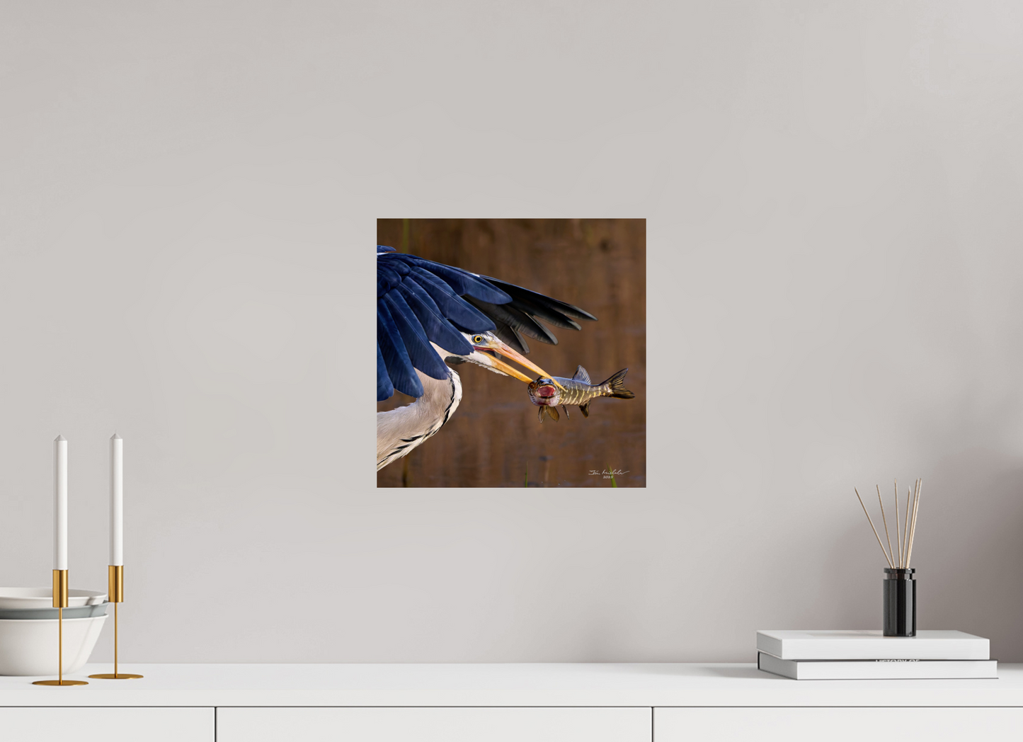 30 x 30 cm, Fuji Glossy Grey Heron with Pike, RSPB Fowlmere, East Anglia, UK, 2025