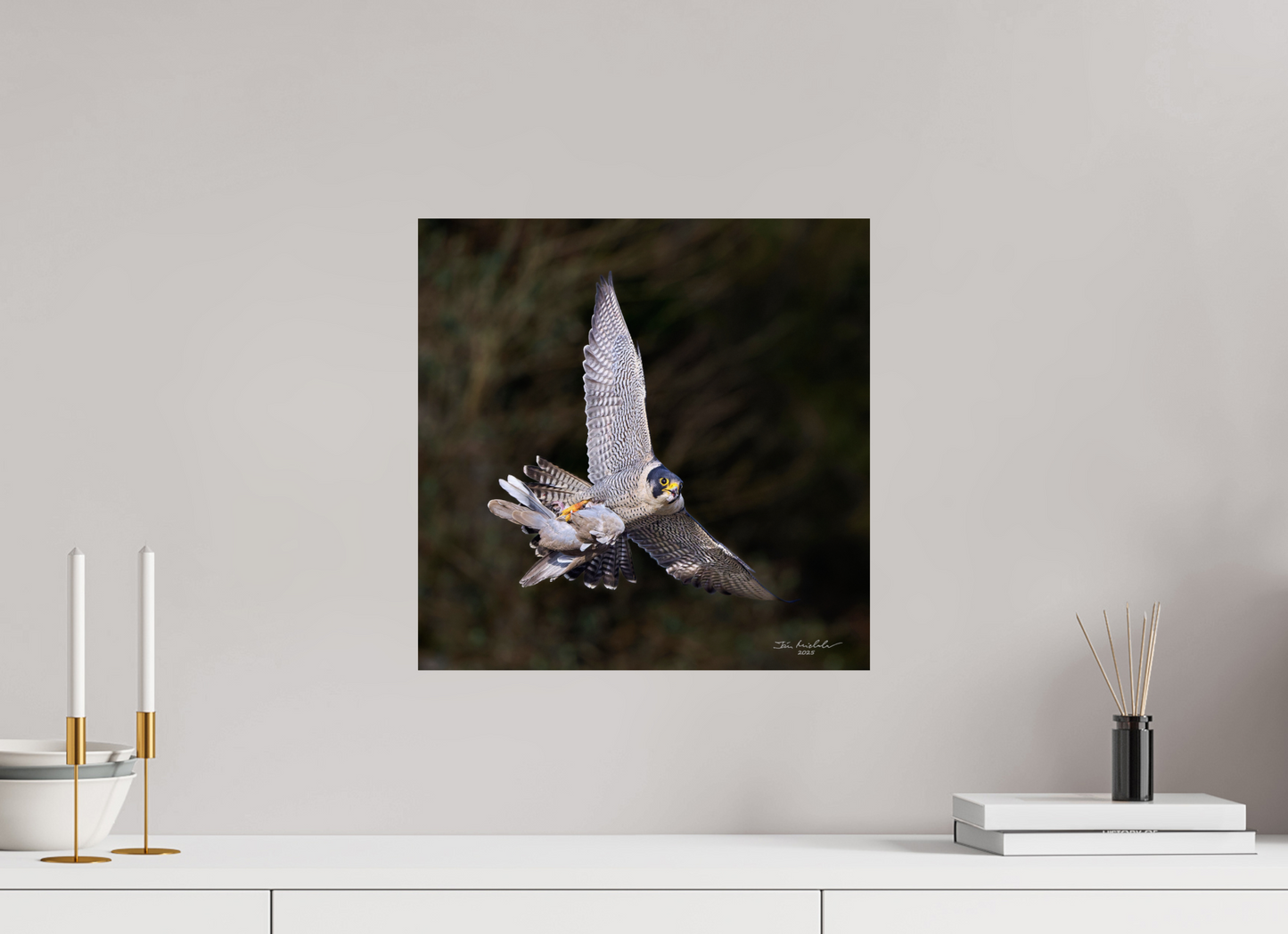 40 x 40 cm, Fuji Glossy Peregrine Falcon, Cambridge, UK, 2025