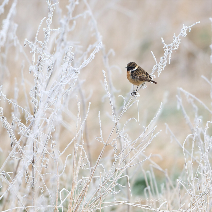 Main image Stonechat, Burwell Fen, East Anglia, UK, 2025