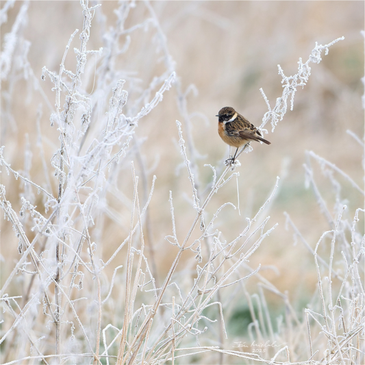 Main image Stonechat, Burwell Fen, East Anglia, UK, 2025