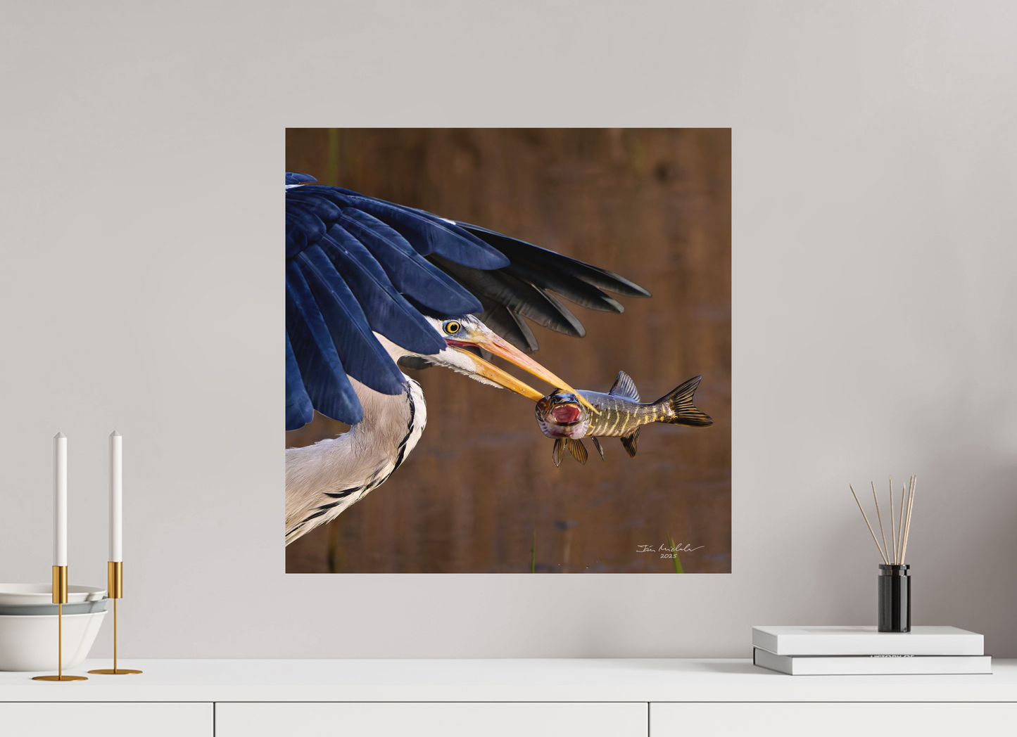 50 x 50 cm, Fuji Matt Grey Heron with Pike, RSPB Fowlmere, East Anglia, UK, 2025