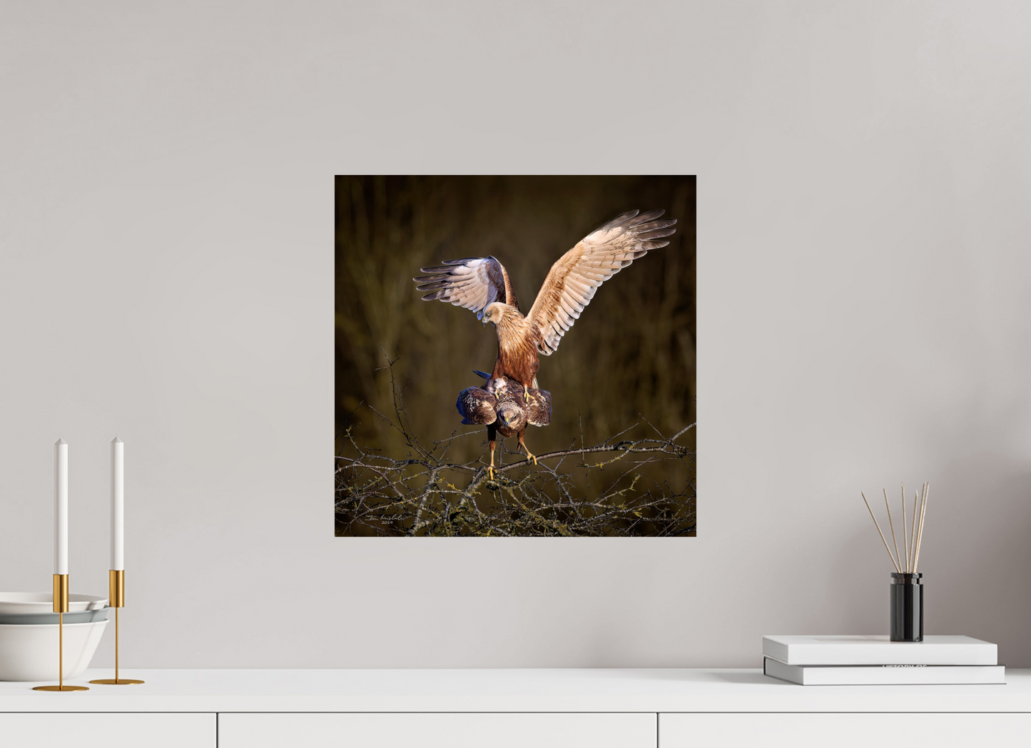40 x 40 cm, Fuji Glossy Marsh Harriers, RSPB Fowlmere, East Anglia, UK, 2025