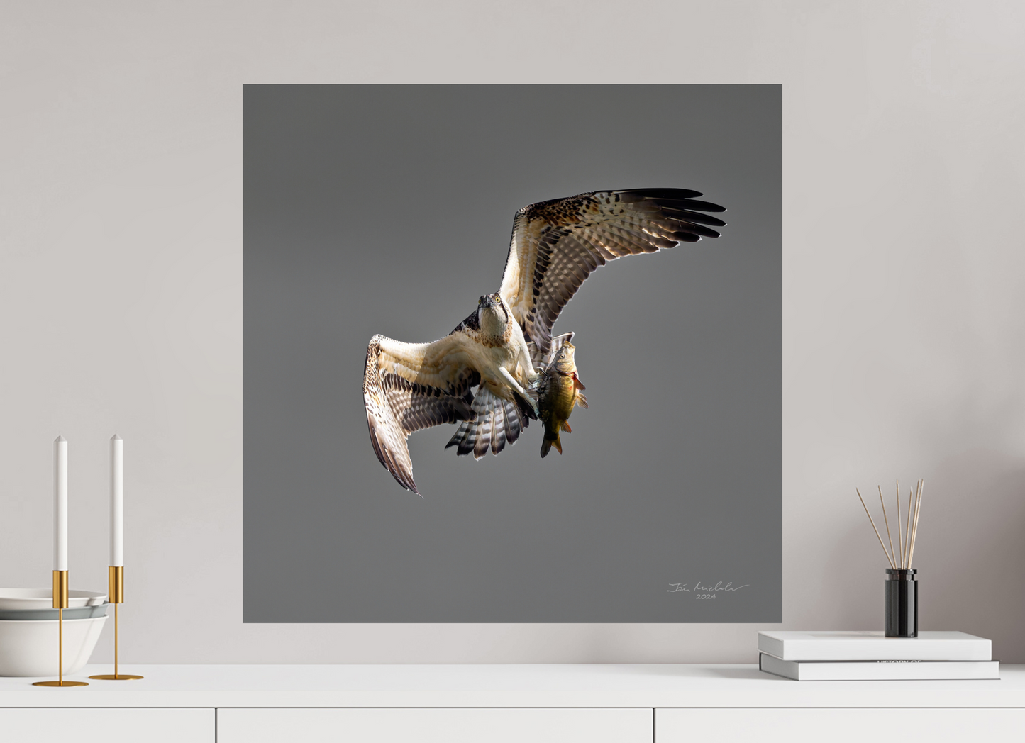 60 x 60 cm, Fuji Glossy Osprey, Milton Country Park, East Anglia, UK, 2024