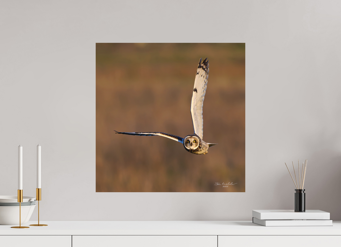 50 x 50 cm, Fuji Matt Short-eared Owl, Burwell Fen, East Anglia, UK, 2025
