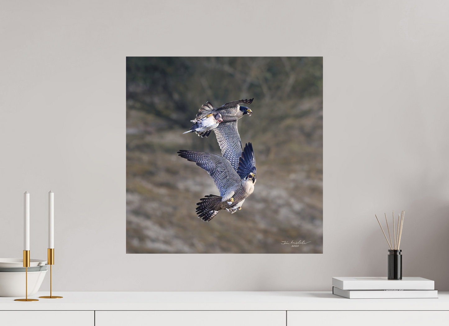 50 x 50 cm, Fuji Matt Peregrine Falcons, Cambridge, UK, 2025