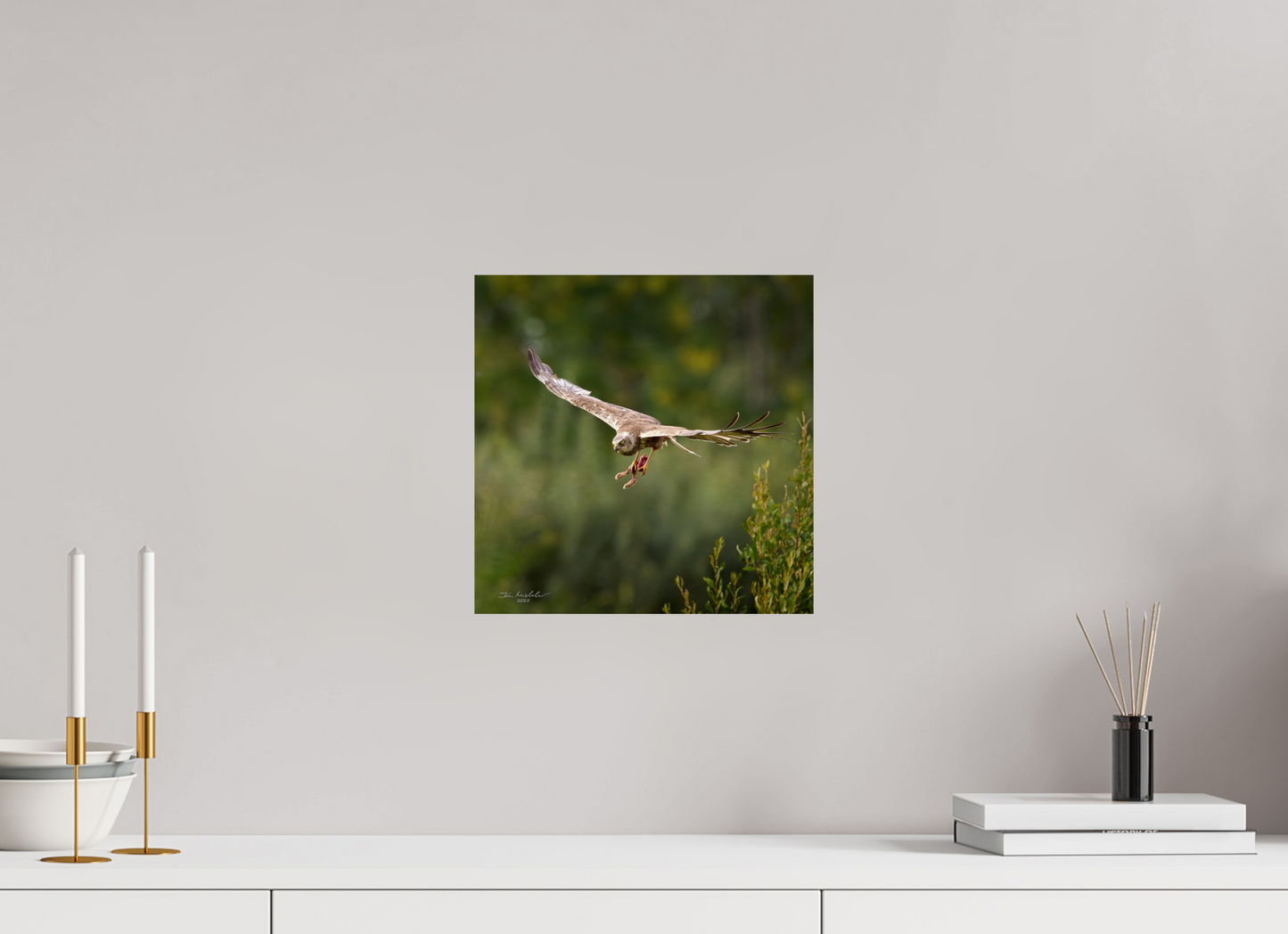30 x 30 cm, Fuji Glossy Marsh Harrier, RSPB Fowlmere, East Anglia, UK, 2025