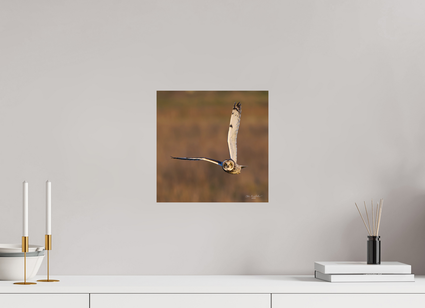 30 x 30 cm, Fuji Matt Short-eared Owl, Burwell Fen, East Anglia, UK, 2025