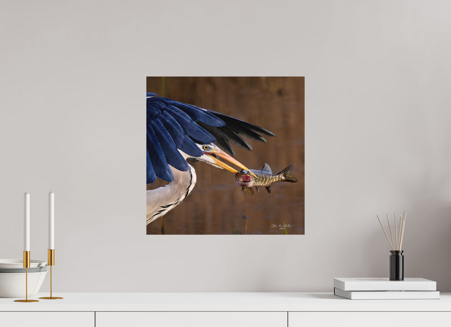 40 x 40 cm, Hahnemuhle Photo Rag Ultra Smooth Grey Heron with Pike, RSPB Fowlmere, East Anglia, UK, 2025