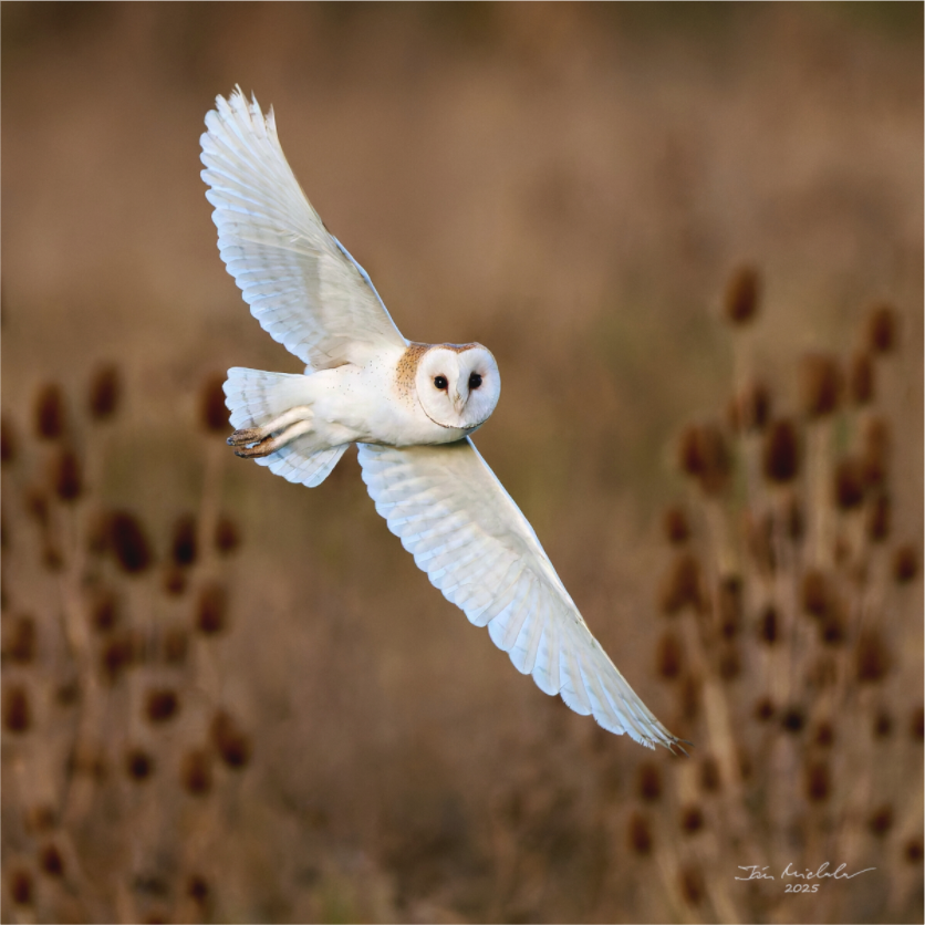 Main image Barn Owl, Burwell Fen, East Anglia, UK, 2025