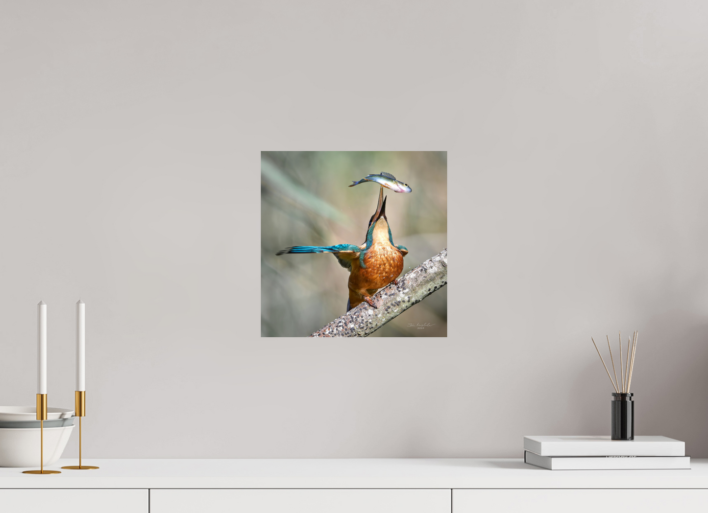 30 x 30 cm, Fuji Glossy Common Kingfisher, RSPB Lakenheath Fen, East Anglia, UK, 2024