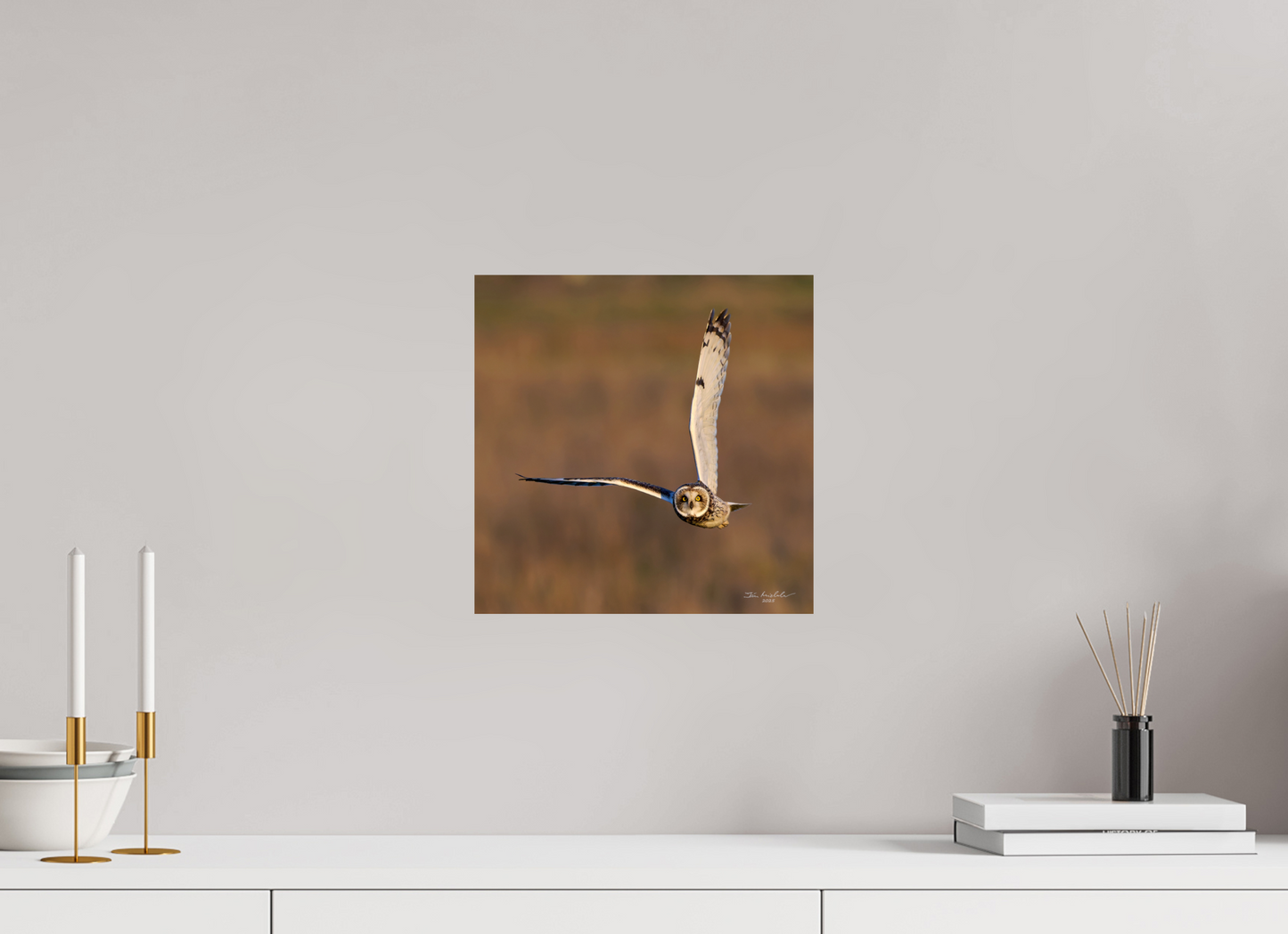 30 x 30 cm, Fuji Glossy Short-eared Owl, Burwell Fen, East Anglia, UK, 2025