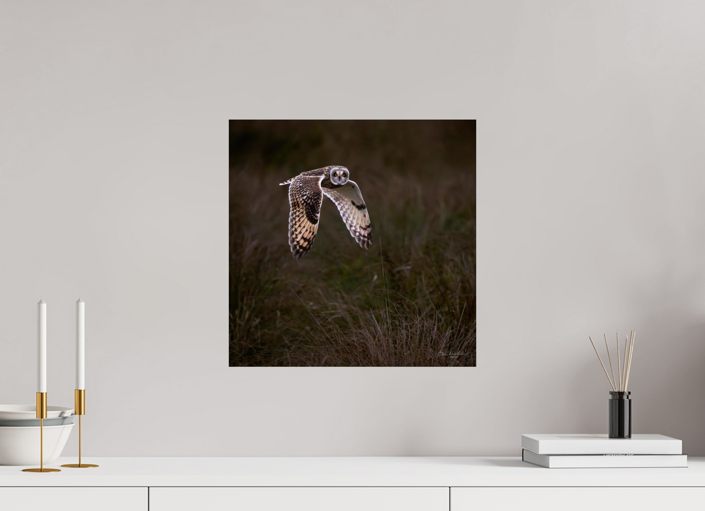 40 x 40 cm, Fuji Glossy Short Eared Owl, Burwell Fen, East Anglia, UK, 2025