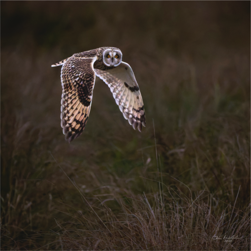 Main image Short Eared Owl, Burwell Fen, East Anglia, UK, 2025