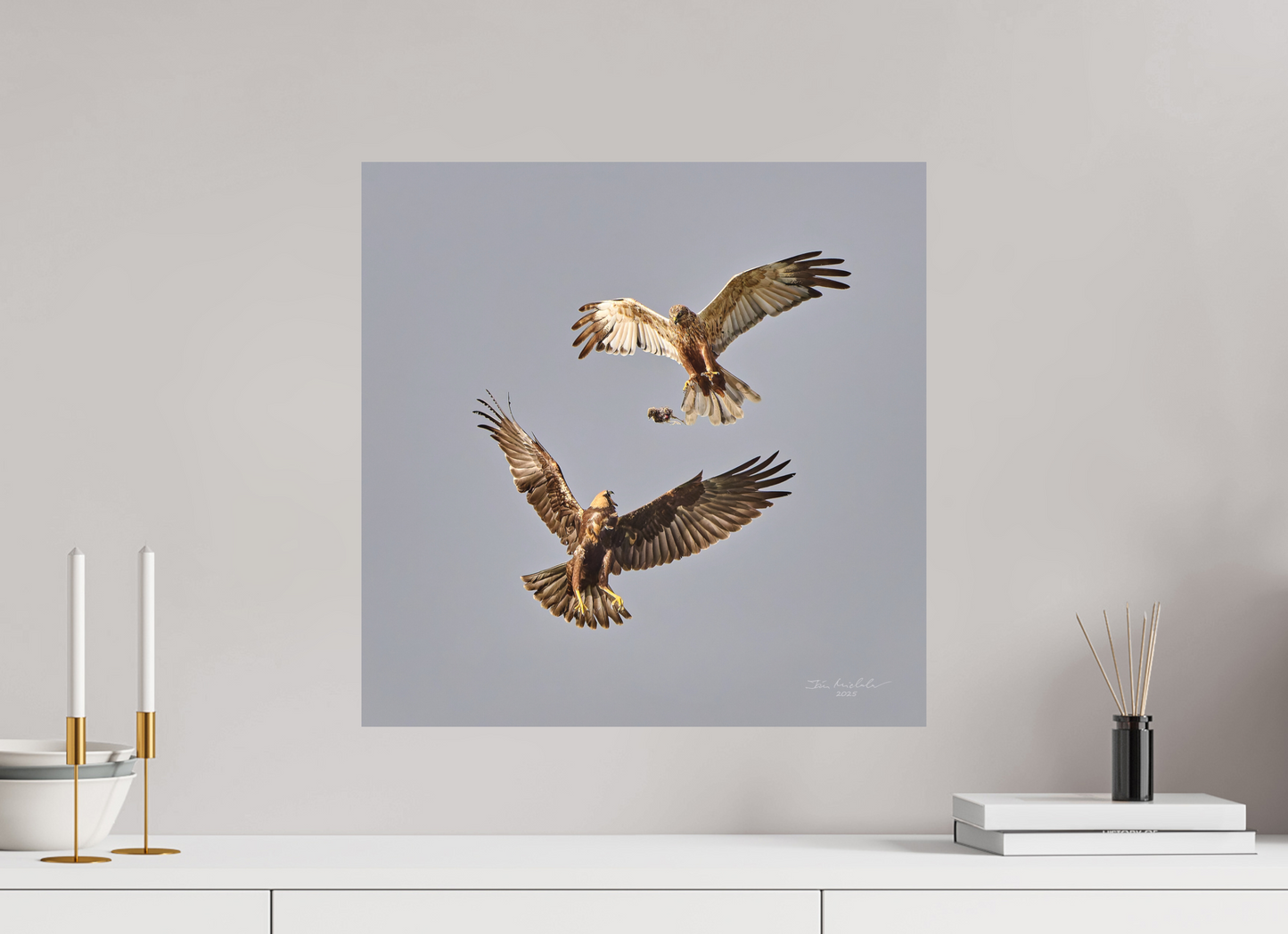 50 x 50 cm, Hahnemuhle Photo Rag Ultra Smooth Marsh Harriers II, RSPB Fowlmere, East Anglia, UK, 2025