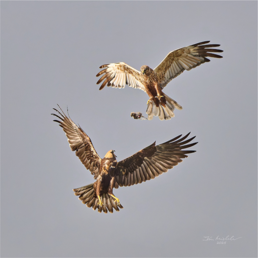 Main image Marsh Harriers II, RSPB Fowlmere, East Anglia, UK, 2025