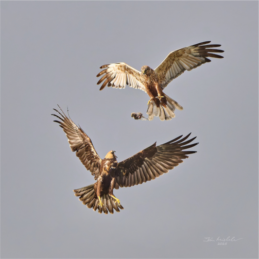 Main image Marsh Harriers II, RSPB Fowlmere, East Anglia, UK, 2025