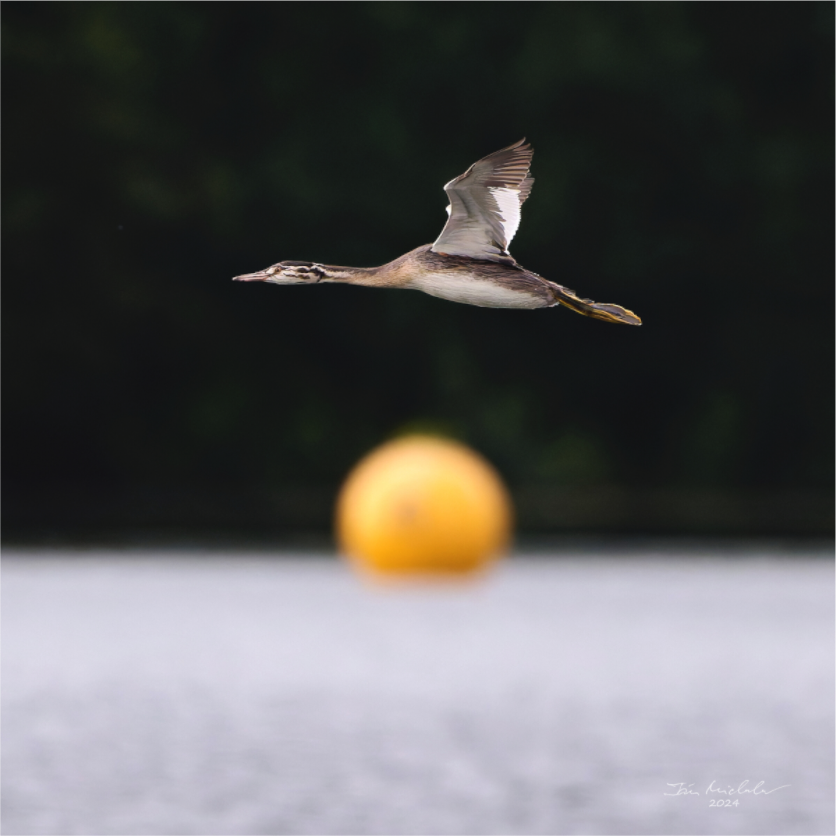 Main image Great Crested Grebe, Pennington Flash, Greater Manchester, UK, 2024
