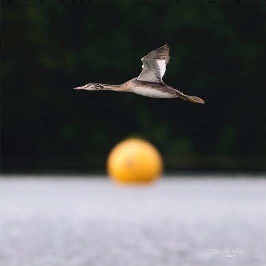 Main image Great Crested Grebe, Pennington Flash, Greater Manchester, UK, 2024